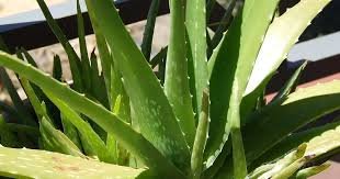 aloe vera