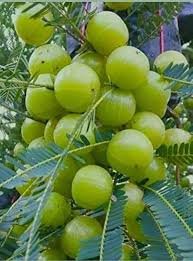 amla (indian gooseberry)