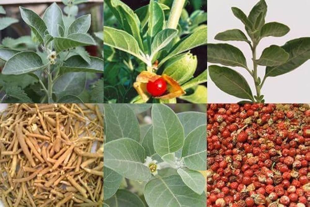 ashwagandha (withania somnifera)