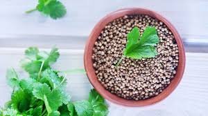 coriander