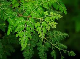 moringa