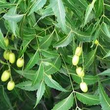 neem (azadirachta indica)