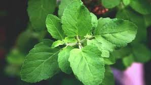 tulsi (holy basil, ocimum sanctum)
